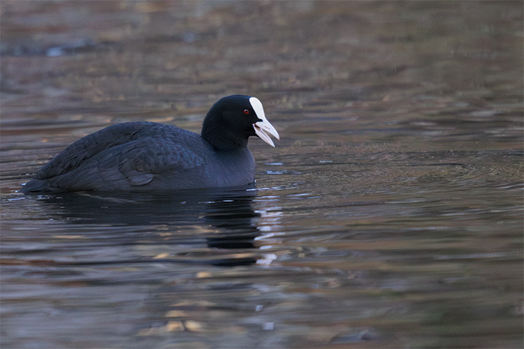Fulica atra Coot